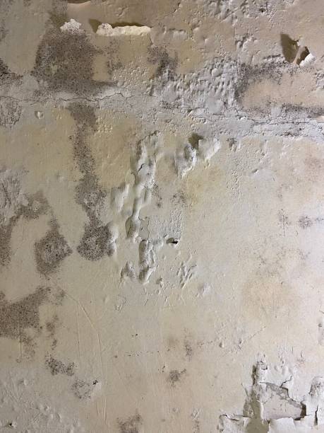 Thompsonville, PA Mold Removal Company