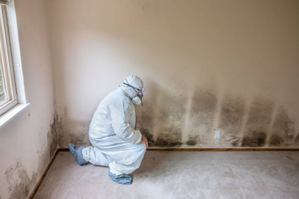 Best Commercial Mold Removal  in Thompsonville, PA